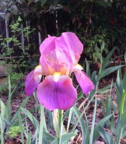 Mauve Field Iris | Rising Star Iris
